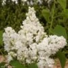 Lilas - Syringa Vulgaris Dentelle D'Anjou 2 Lilas - Syringa Vulgaris Dentelle D'Anjou -Promesse de fleurs Magasin Syringa vulgaris Dentelle d Anjou 82804 1