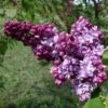 Lilas Commun - Syringa Vulgaris Paul Thirion 1 Lilas Commun - Syringa Vulgaris Paul Thirion -Promesse de fleurs Magasin Syringa vulgaris Paul Thirion copyright 1002221 1