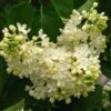 Lilas - Syringa Vulgaris Primrose -Promesse de fleurs Magasin Syringa vulgaris Primrose 82805 1