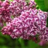 Lilas Sensation - Syringa Vulgaris -Promesse de fleurs Magasin Syringa vulgaris Sensation 7586 1