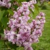 Lilas - Syringa Vulgaris Zhemchuzhina 2 Lilas - Syringa Vulgaris Zhemchuzhina -Promesse de fleurs Magasin Syringa vulgaris Zhemchuzhina 82806 1