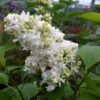 Lilas - Syringa Vulgaris Madame Lemoine -Promesse de fleurs Magasin Syringa vulgaris Madame Lemoine copyright 75852 1