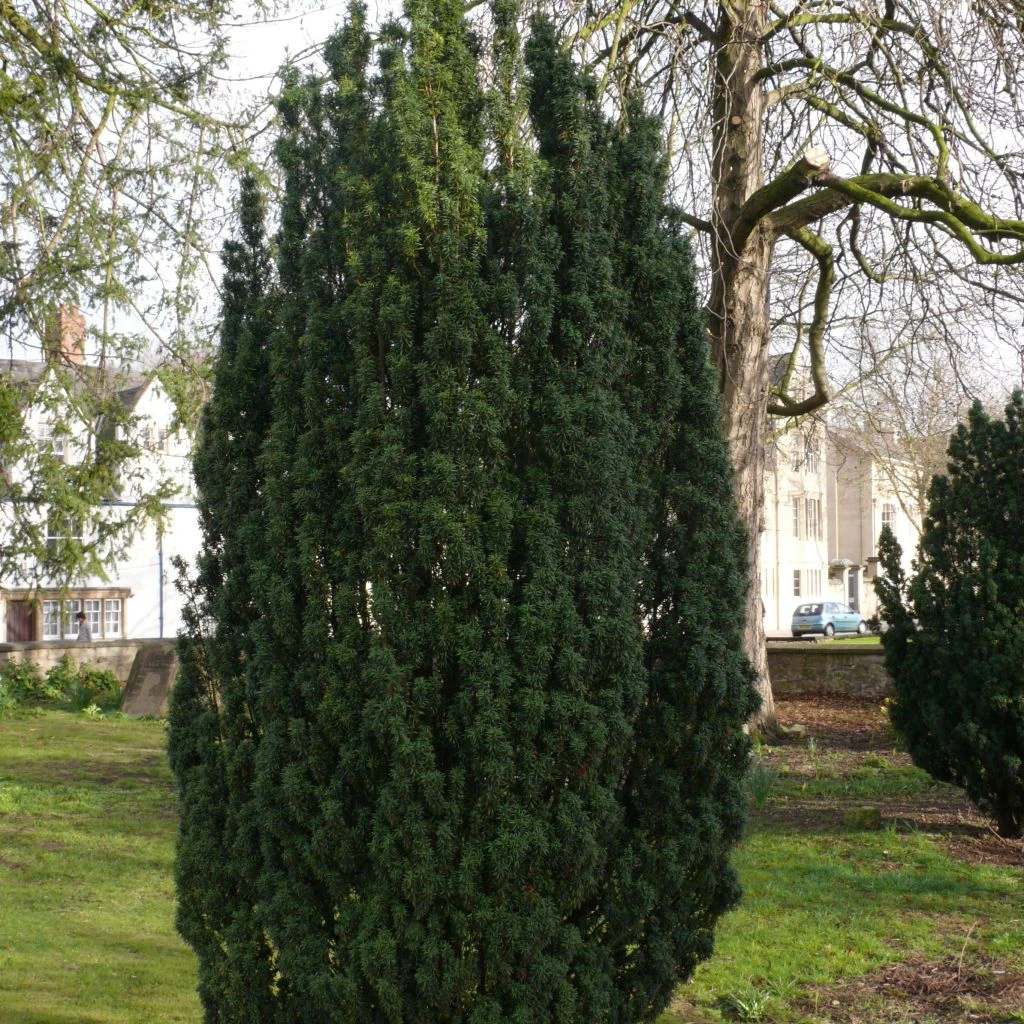 Taxus Baccata Fastigiata Robusta - If Commun Fastigié 3 Taxus Baccata Fastigiata Robusta - If Commun Fastigié