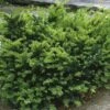 Taxus Media Emerald Spreader - If Hybride 2 Taxus Media Emerald Spreader - If Hybride -Promesse de fleurs Magasin Taxus media Emerald Spreader V 873541 1