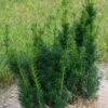Taxus X Media Hicksii - If Hybride 2 Taxus X Media Hicksii - If Hybride -Promesse de fleurs Magasin Taxus x media Hicksii 82230 1