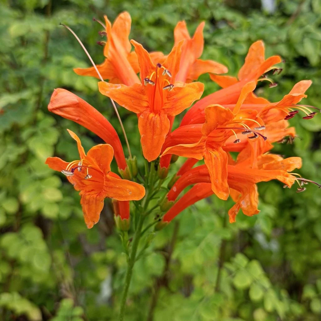 Tecomaria (Tecoma) Capensis - Chèvrefeuille Du Cap 3 Tecomaria (Tecoma) Capensis - Chèvrefeuille Du Cap