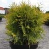 Thuya Du Canada - Thuja Occidentalis Golden Globe -Promesse de fleurs Magasin Thuja occidentalis Golden Globe 84358 1