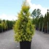 Thuya Géant - Thuja Plicata 4 Ever Goldy -Promesse de fleurs Magasin Thuja plicata 4 EVER GOLDY 84363 1