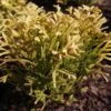 Thuya Du Japon - Thujopsis Dolobrata Solar Flare -Promesse de fleurs Magasin Thujopsis dolobrata SOLAR FLARE 84364 1