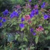 Tibouchina Urvilleana - Tibouchine D'Urville. -Promesse de fleurs Magasin Tibouchina urvilleana 83473 1