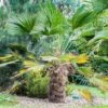 Trachycarpus Wagnerianus - Palmier Miniature -Promesse de fleurs Magasin Trachycarpus wagnerianus 82233 P