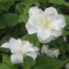 Trillium Grandiflorum Flore Pleno - Trille Blanc à Fleurs Doubles 2 Trillium Grandiflorum Flore Pleno - Trille Blanc à Fleurs Doubles -Promesse de fleurs Magasin Trillium grandiflorum Flore Pleno ld 5017 2