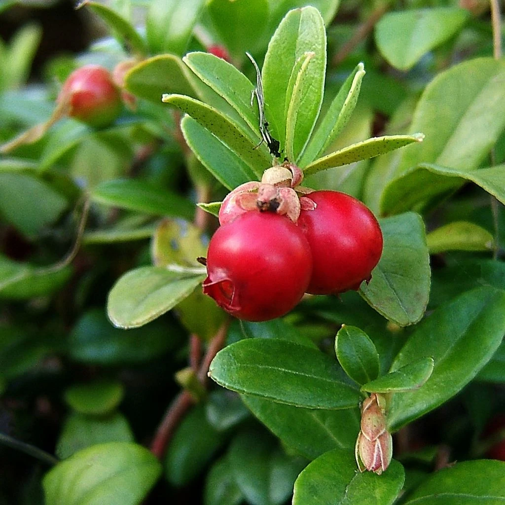 Canneberge - Cranberry - Vaccinium Macrocarpon 3 Canneberge - Cranberry - Vaccinium Macrocarpon