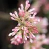 Viorne D'hiver - Viburnum Bodnantense Charles Lamont. -Promesse de fleurs Magasin Viburnum bodnantense Charles Lamont 84373 1
