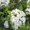 Viburnum Burkwoodii - Viorne De Burkwood -Promesse de fleurs Magasin Viburnum burkwoodii 781851 1