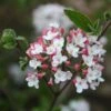 Viorne Du Burkwood - Viburnum X Burkwoodii Mohawk -Promesse de fleurs Magasin Viburnum burwoodii Mohawk copyright 1002892 1