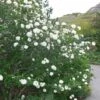 Viburnum Carlesii Juddii - Viorne 2 Viburnum Carlesii Juddii - Viorne -Promesse de fleurs Magasin Viburnum carlesii Juddii 89388 1
