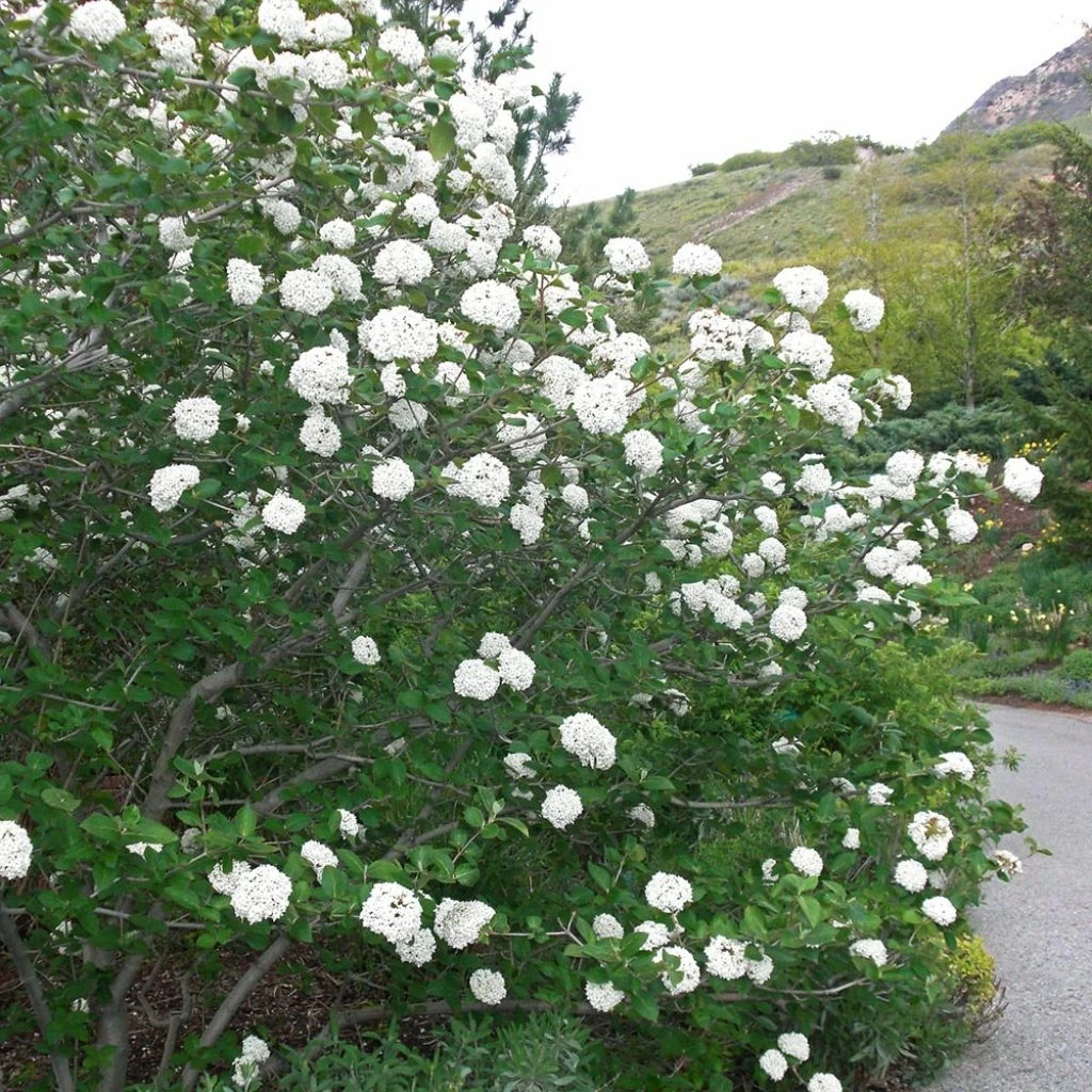 Viburnum Carlesii Juddii - Viorne 3 Viburnum Carlesii Juddii - Viorne