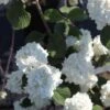Viorne - Viburnum Plicatum Grandiflorum 1 Viorne - Viburnum Plicatum Grandiflorum -Promesse de fleurs Magasin Viburnum plicatum Grandiflorum Noble 84380 1