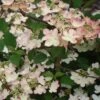 Viorne De Chine - Viburnum Plicatum Kilimanjaro Sunrise -Promesse de fleurs Magasin Viburnum plicatum Kilimanjaro Sunrise 83029 1