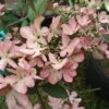 Viorne De Chine - Viburnum Plicatum Molly Schroeder -Promesse de fleurs Magasin Viburnum plicatum Molly Schroeder 82912 1