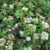 Viburnum Tinus Eve Price - Laurier Tin -Promesse de fleurs Magasin Viburnum tinus Eve Price 781506 1
