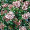 Viorne, Laurier Tin - Viburnum Tinus Gwenlian -Promesse de fleurs Magasin Viburnum tinus Gwenllian 100237 1