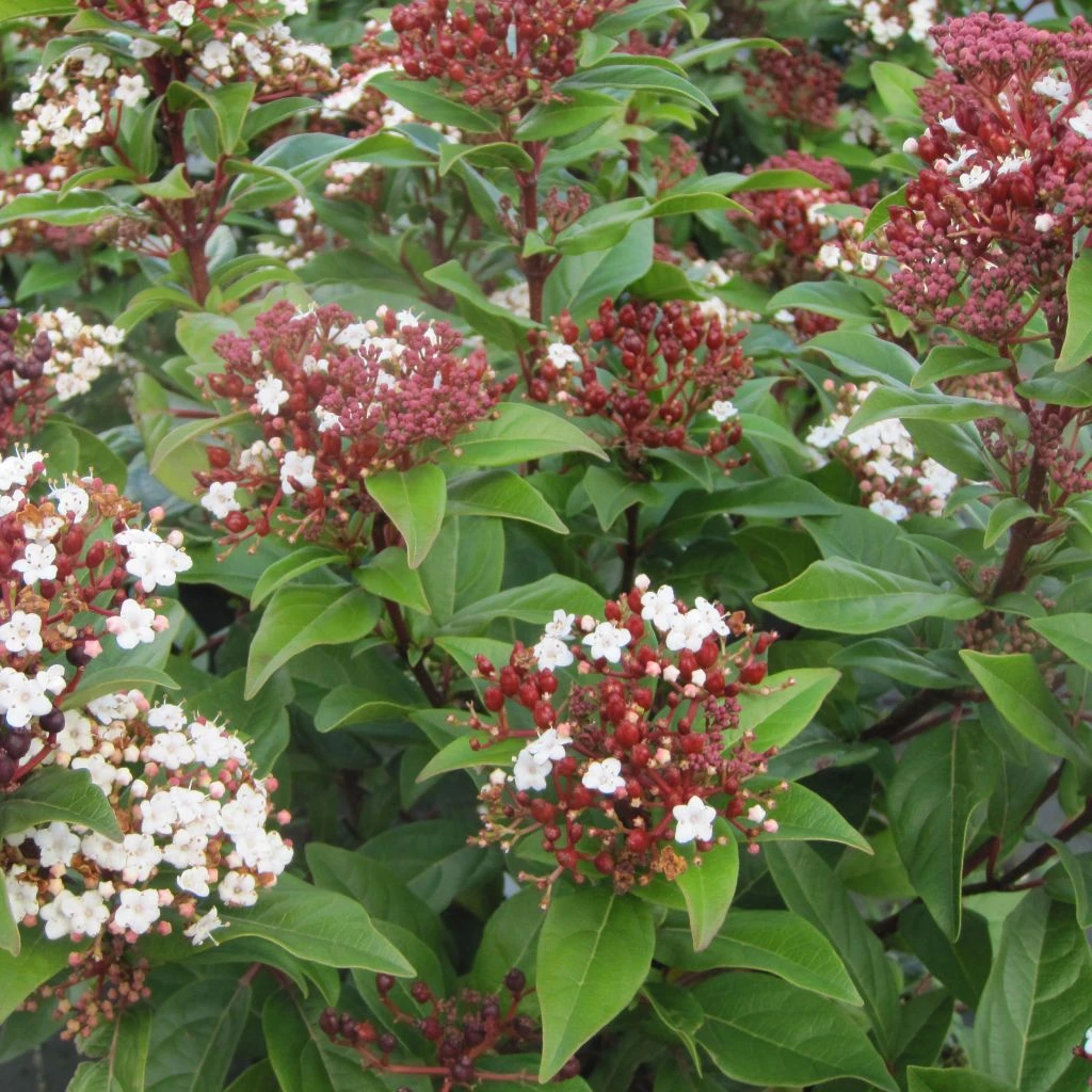 Viburnum Tinus Lisarose - Laurier-tin Rose 3 Viburnum Tinus Lisarose - Laurier-tin Rose