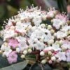 Viorne, Laurier Tin- Viburnum Tinus Spirit -Promesse de fleurs Magasin Viburnum tinus Spirit 781507 1