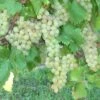 Vigne Chasselas Doré -Promesse de fleurs Magasin Vigne Chasselas doree 42860 1