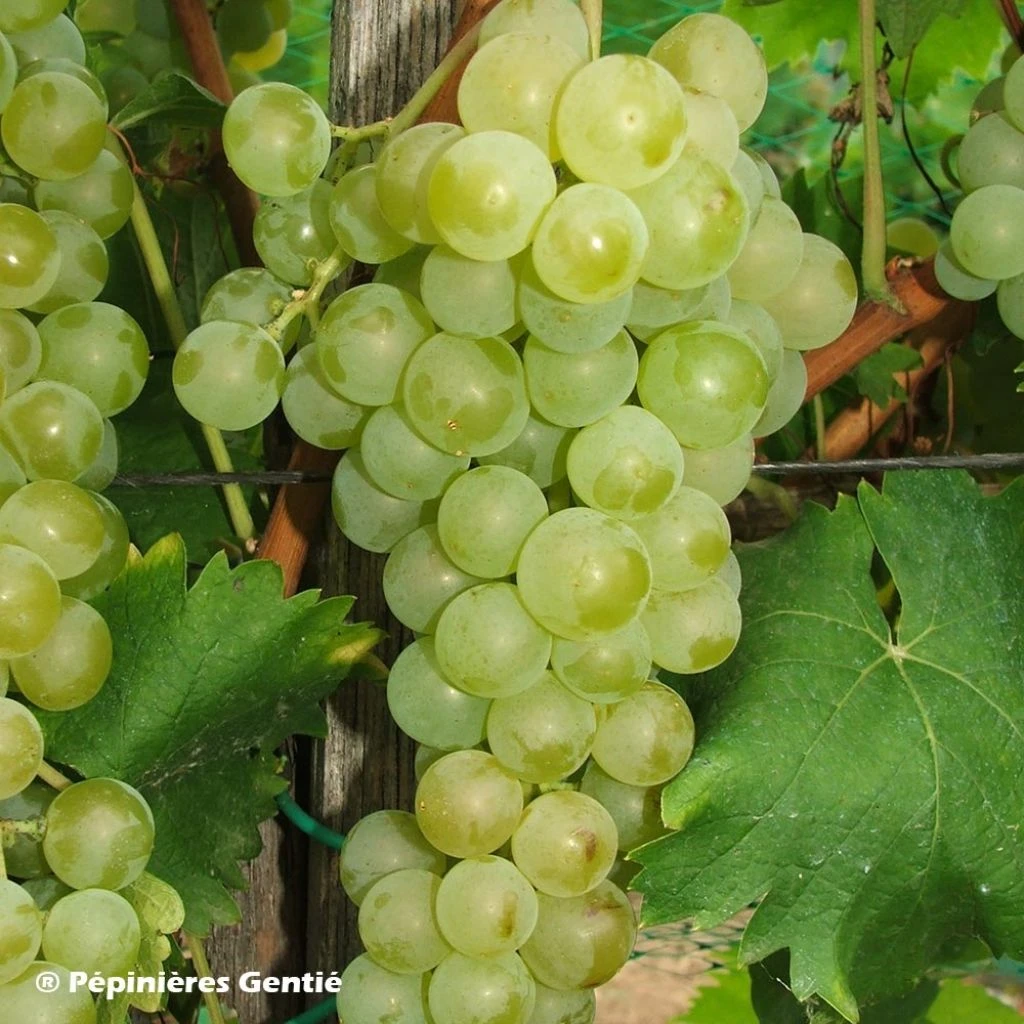 Vigne Muscat Petits Grains 3 Vigne Muscat Petits Grains
