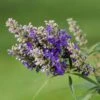 Vitex Agnus-castus Blue Puffball - Gattilier -Promesse de fleurs Magasin Vitex agnus 85811 1