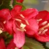 Weigela Nain Rouge Courtanin 1 Weigela Nain Rouge Courtanin -Promesse de fleurs Magasin WEIGELA NAIN ROUGE 7881 1