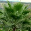 Washingtonia Robusta - Palmier Du Mexique 1 Washingtonia Robusta - Palmier Du Mexique -Promesse de fleurs Magasin Washingtonia robusta 82235 1