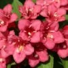 Weigela Hybride Eva Rathke 1 Weigela Hybride Eva Rathke -Promesse de fleurs Magasin Weigela Eva Rathke 87494 1