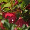 Weigela Florida Cherry Lace 2 Weigela Florida Cherry Lace -Promesse de fleurs Magasin Weigela florida Cherry Lace copyright 16349 1