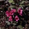 Weigela Florida Minor Black -Promesse de fleurs Magasin Weigela florida Minor Black 84393 1