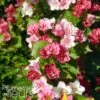 Weigela Hybride Carnaval -Promesse de fleurs Magasin Weigela hybride Carnaval 100238 1