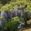 Glycine Du Japon - Wisteria Floribunda -Promesse de fleurs Magasin Wisteria floribunda 882405 1 2
