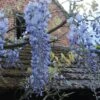 Glycine Blue Moon - Wisteria Frutescens Var. Macrostachya -Promesse de fleurs Magasin Wisteria macrostachya Blue Moon 88235 1