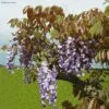 Glycine De Chine Blue Line - Wisteria Sinensis -Promesse de fleurs Magasin Wisteria sinensis Blue line IF 17373 1
