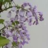 Glycine Gracieuse - Wisteria Venusta (brachybotrys) Okayama -Promesse de fleurs Magasin Wisteria venusta Okayama 681467 1