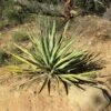 Yucca Banane - Yucca Baccata -Promesse de fleurs Magasin Yucca baccata 89409 1
