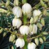 Yucca Gloriosa - Dague Espagnole -Promesse de fleurs Magasin Yucca gloriosa 83488 1