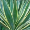 Yucca Gloriosa Variegata - Dague Espagnole -Promesse de fleurs Magasin Yucca gloriosa Variegata 82238 1