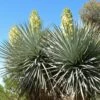Yucca Rigida - Yucca Bleu -Promesse de fleurs Magasin Yucca rigida 83492 2