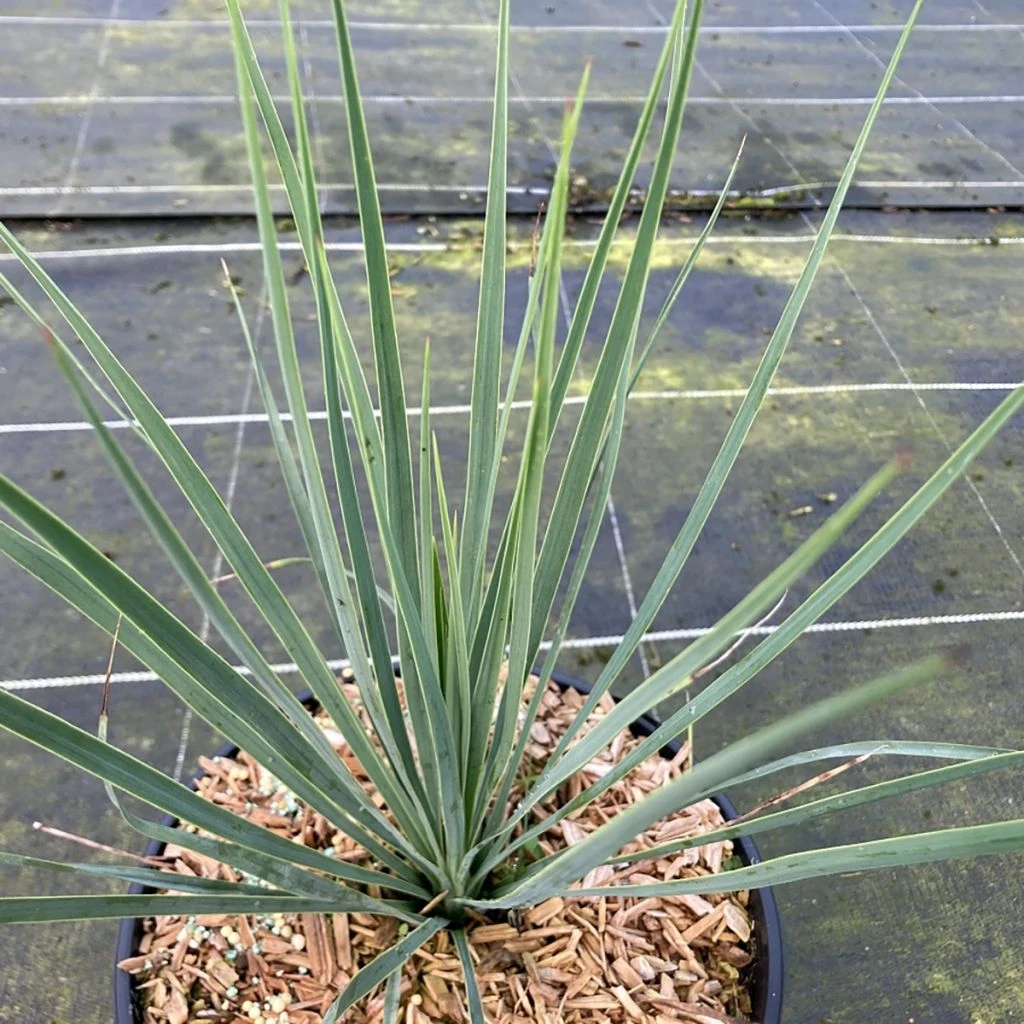 Yucca Rostrata Sapphire Skies 3 Yucca Rostrata Sapphire Skies