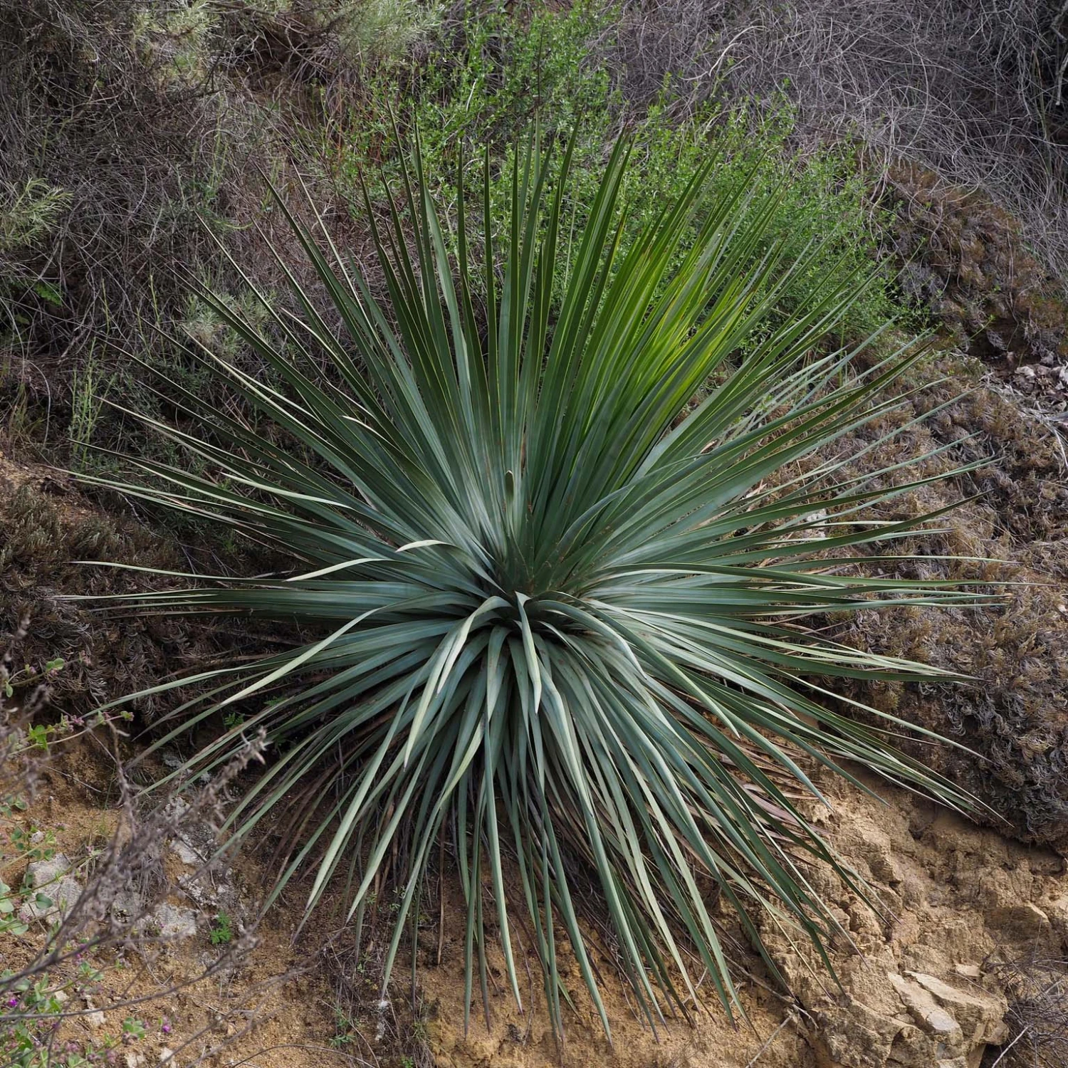 Yucca Whipplei - Hesperoyucca Bleu En Pot De 4L/5L 3 Yucca Whipplei - Hesperoyucca Bleu En Pot De 4L/5L