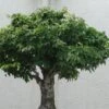 Zelkova Serrata Green Vase - Orme De Sibérie -Promesse de fleurs Magasin Zelkova serrata Green Vase 781528 1