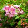 Abelia Parviflora Bumble Bee 2 Abelia Parviflora Bumble Bee -Promesse de fleurs Magasin abelia parviflora bumble bee 85981 1
